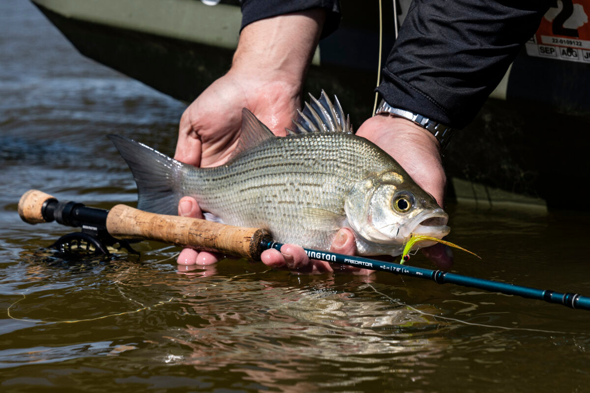 Fly Fishing for Sand Bass [Texas Guide] - Tailwaters Fly Fishing