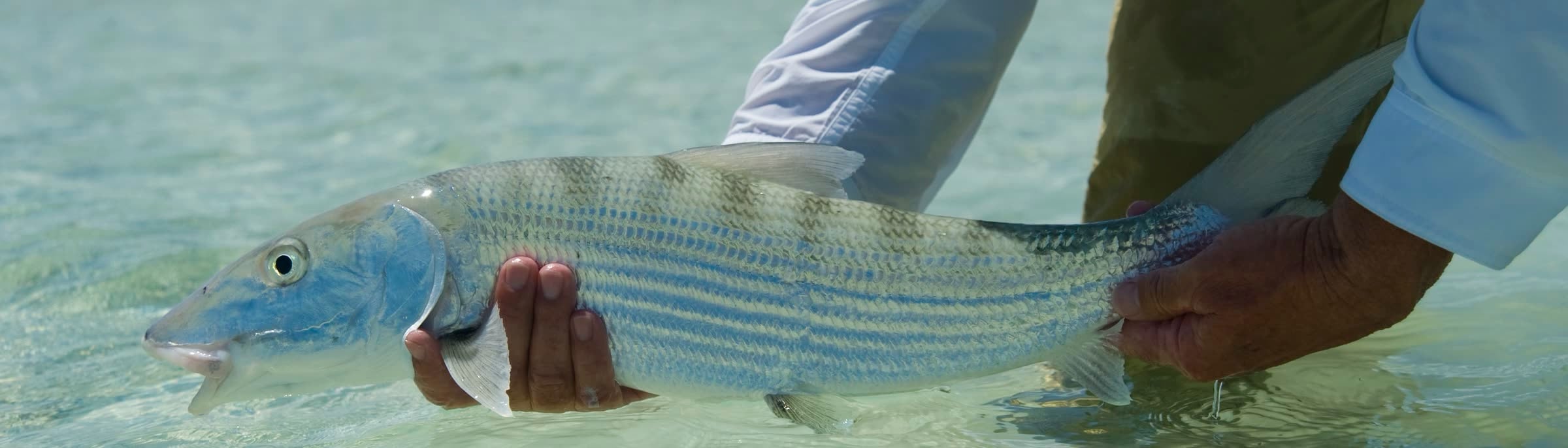 A bonefish held at the surface before release