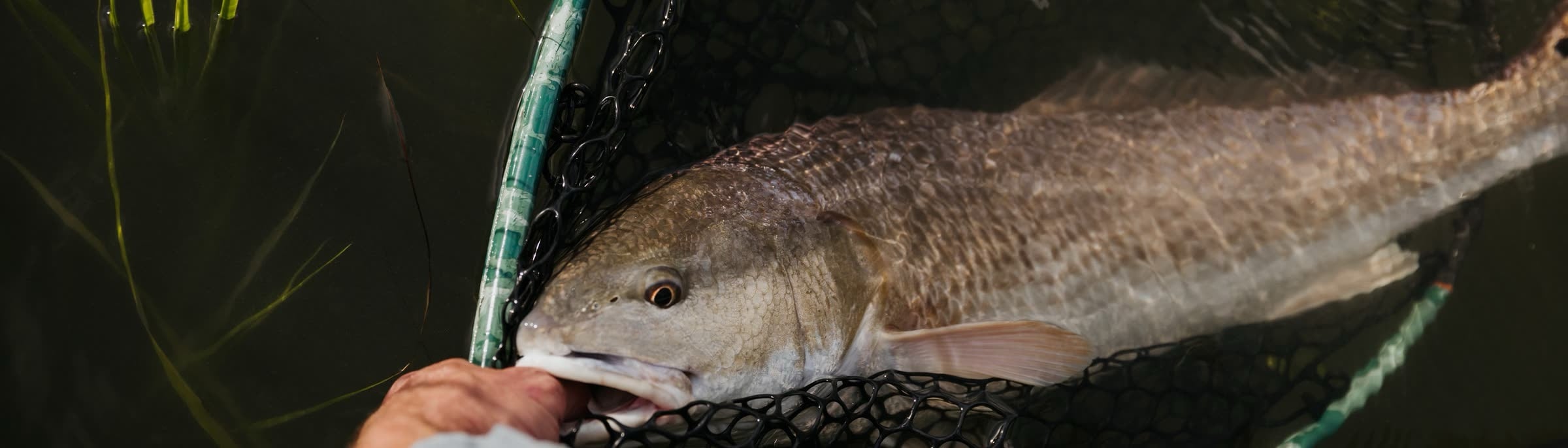 A redfish held in a landing net
