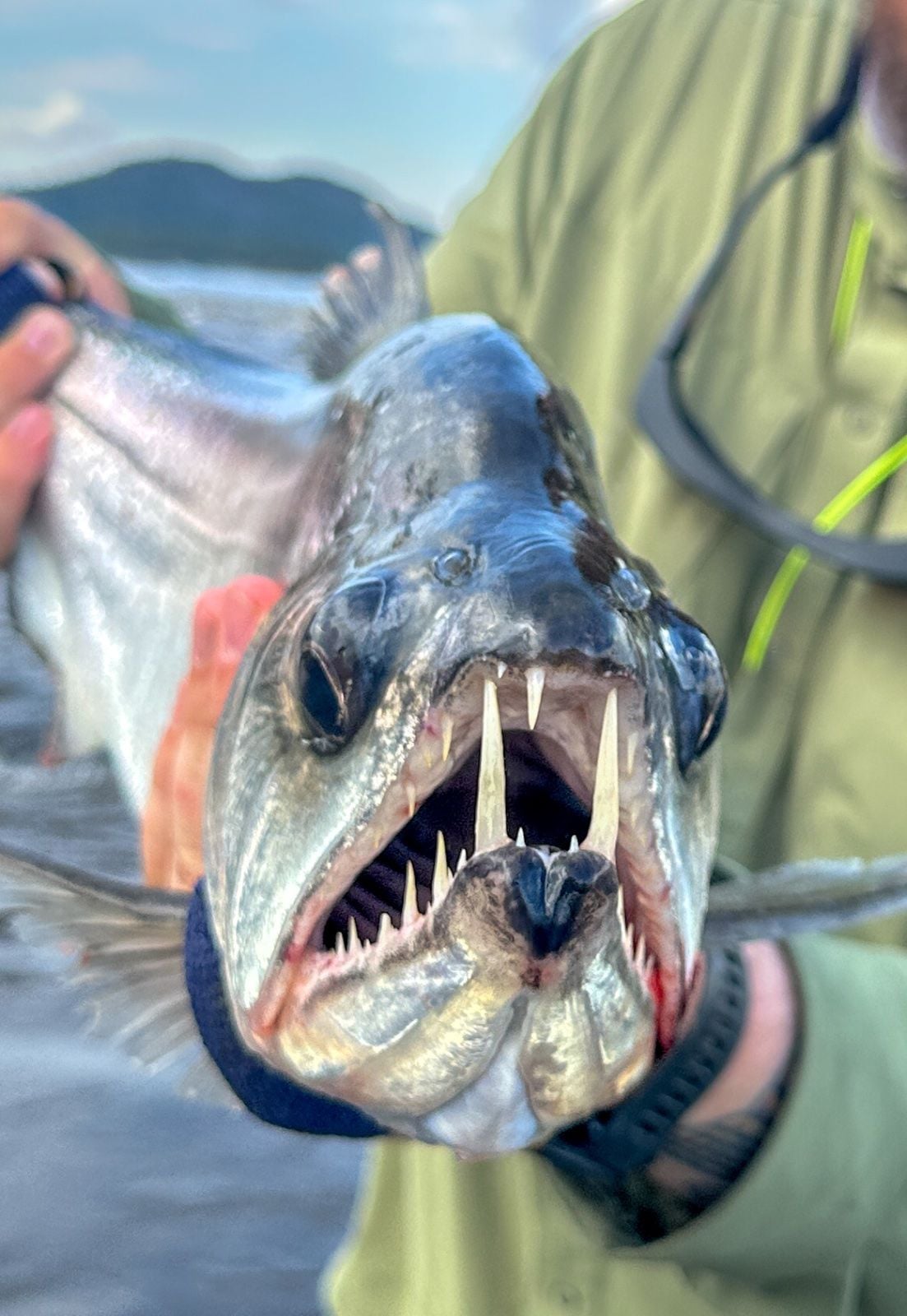 Payara caught at Colombia