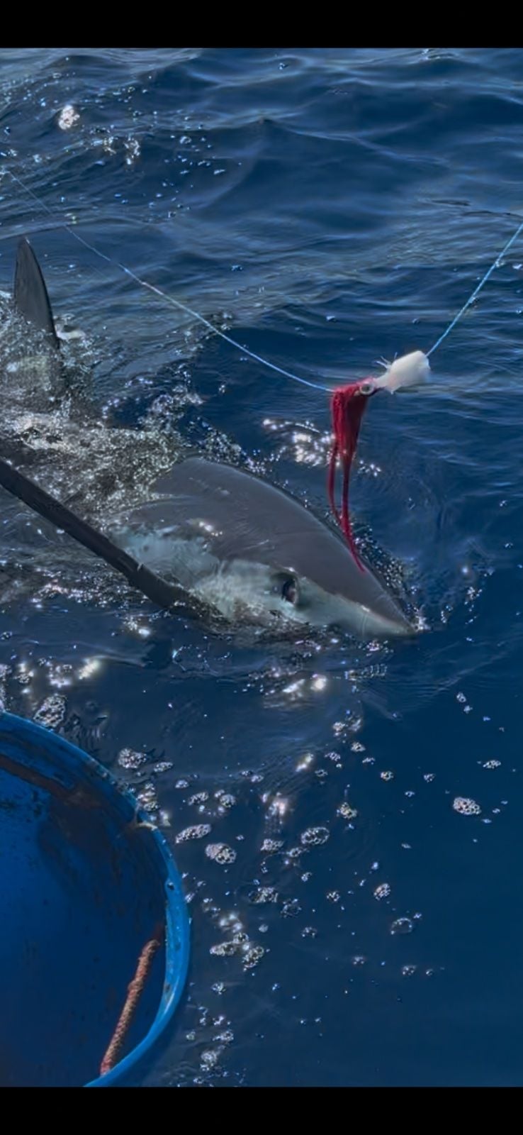 Mako caught at San Diego