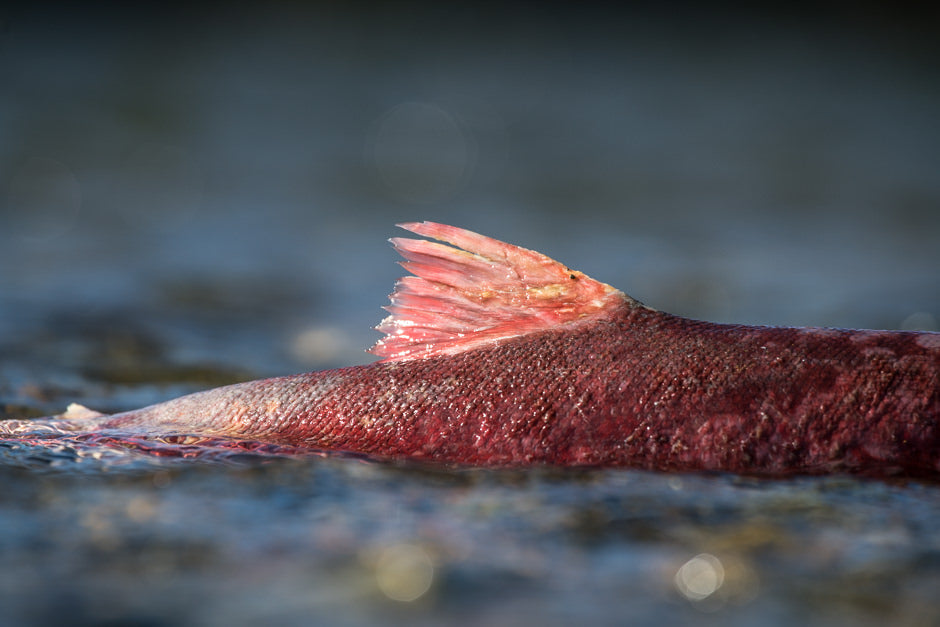 Bristol Bay's Salmon Story