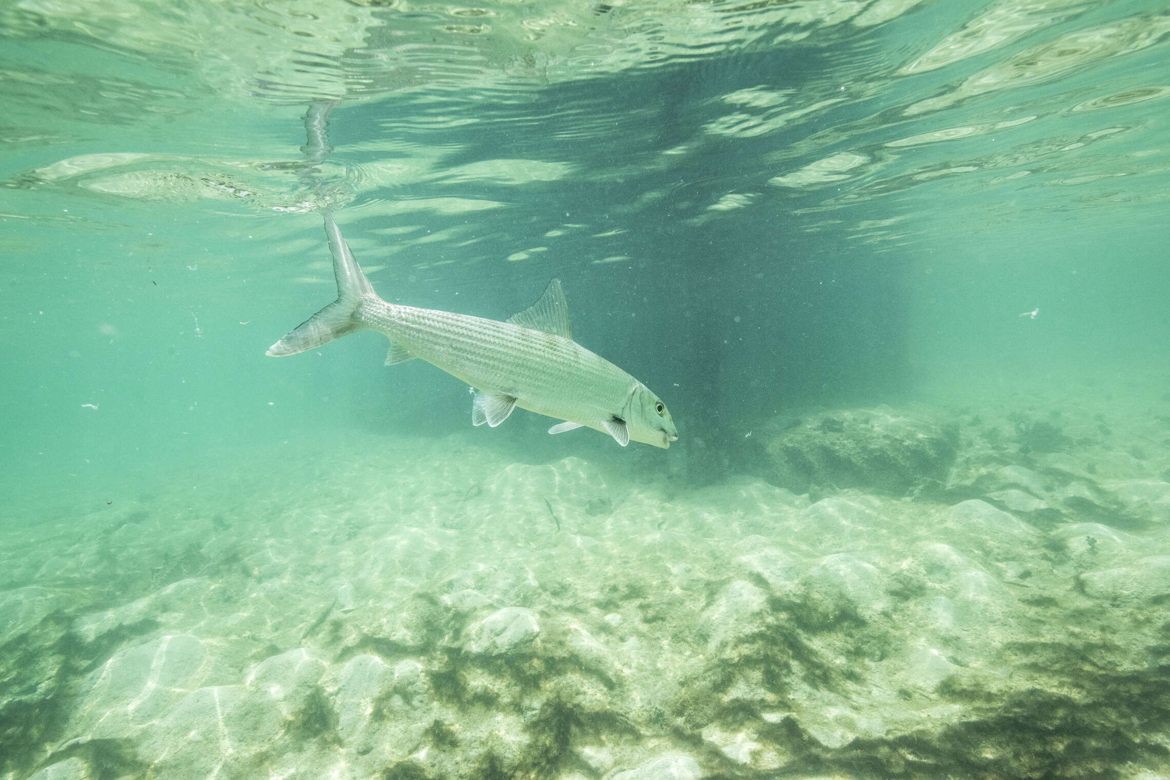 Fly Fishing Northern Belize vs. Turneffe Atoll vs. Southern Belize