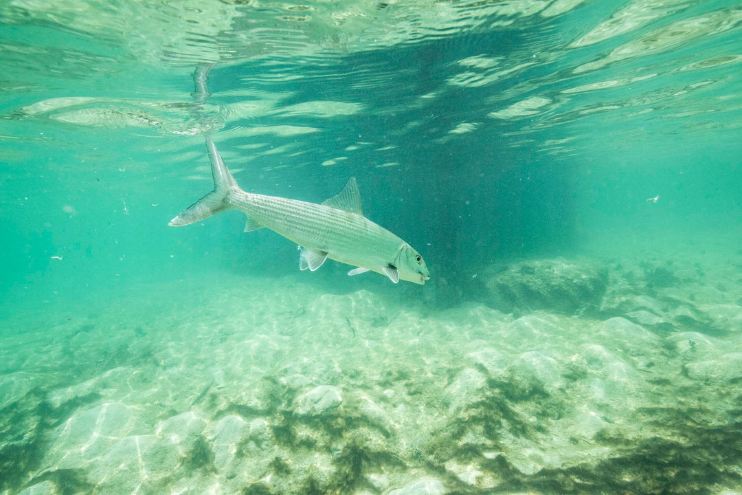 Fly Fishing Northern Belize vs. Turneffe Atoll vs. Southern Belize