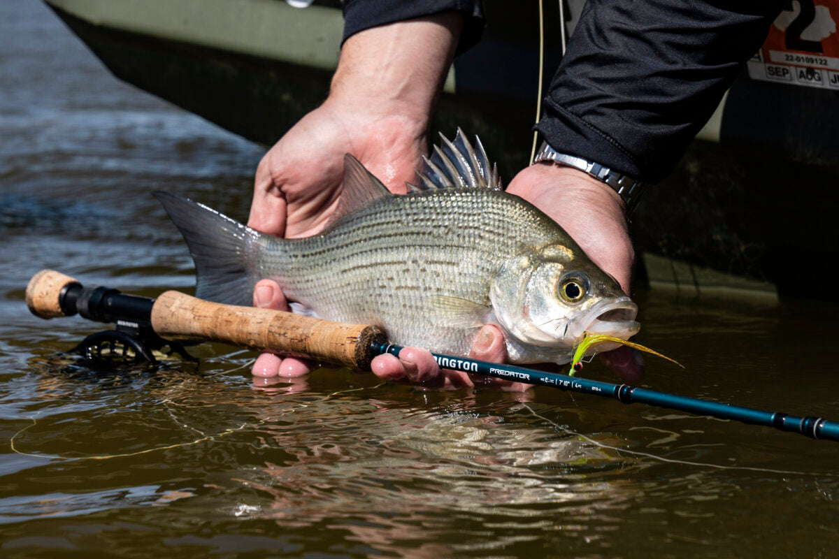 Fly Fishing for Sand Bass [Texas Guide]