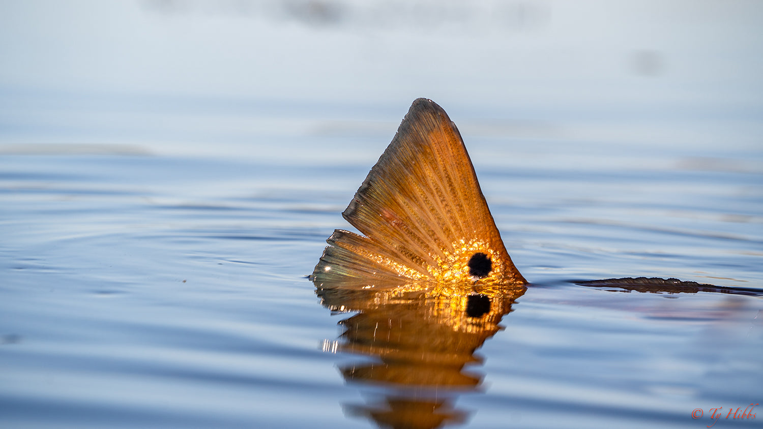 HELP TO CAUSE CHANGE FOR LOUISIANA’S REDFISH