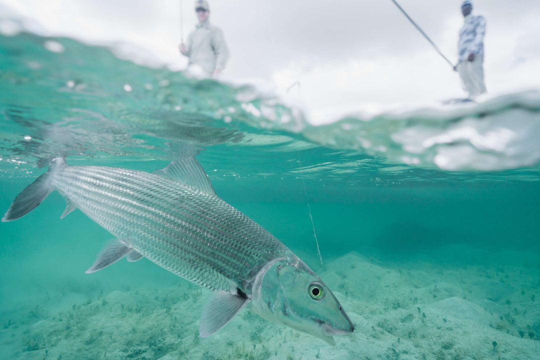 The Ultimate 8-Weight Setup for Bahamas Bonefish