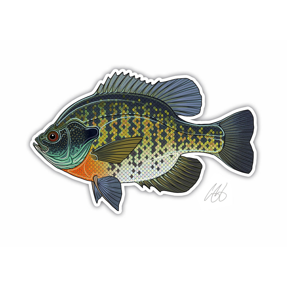 Casey Underwood Bluegill Decal, view 2