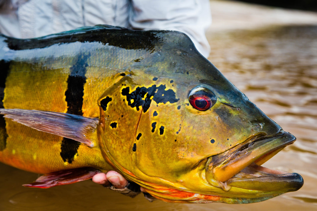 Brazil Peacock Bass Custom Fly Selection | Tailwaters Fly Fishing