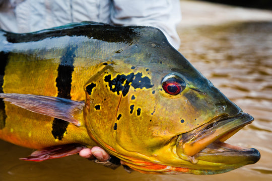 Brazil Peacock Bass Custom Fly Selection | Tailwaters Fly Fishing