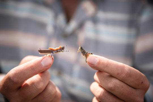Arkansas Hopper Custom Fly Selection | Tailwaters Fly Fishing