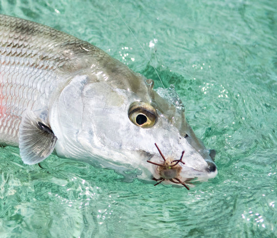 Belize - Southern Custom Fly Selection | Tailwaters Fly Fishing