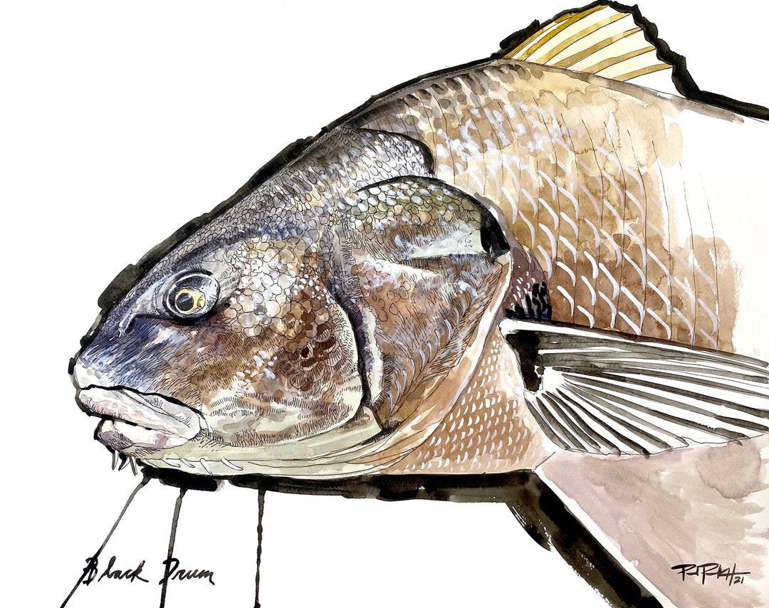 Paul Puckett Art Black Drum | Tailwaters Fly Fishing