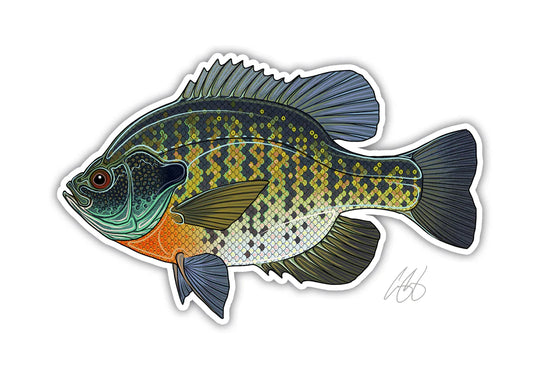 Casey Underwood Bluegill Decal, Display