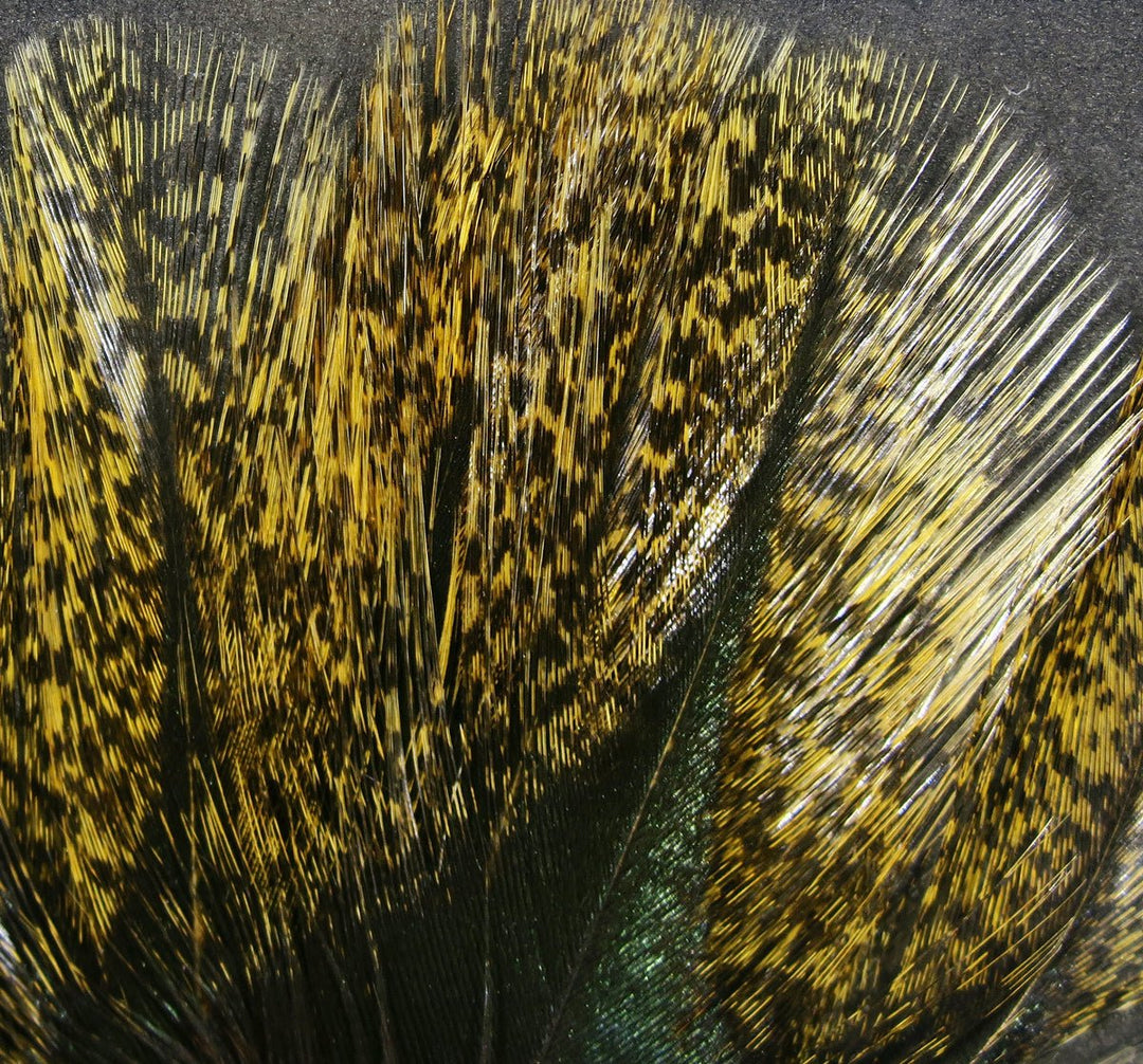 Hareline Coq De Leon | Tailwaters Fly Fishing