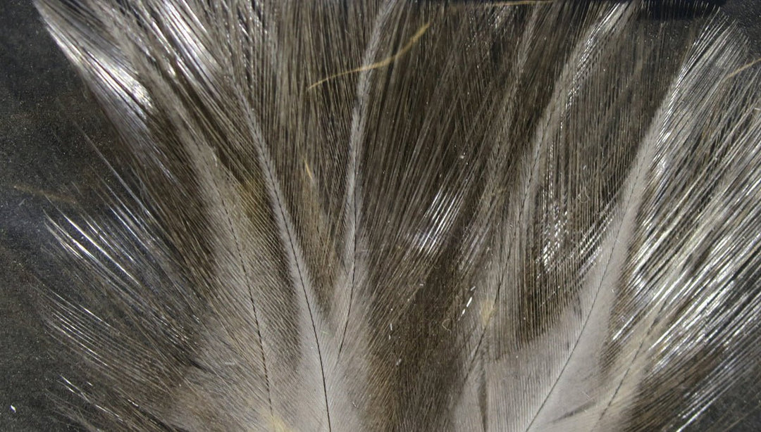 Hareline Coq De Leon