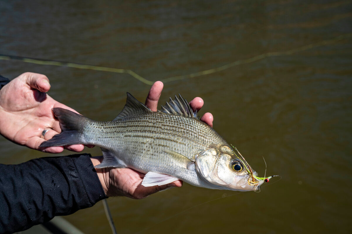 Fly Fishing for Sand Bass [Texas Guide] - Tailwaters Fly Fishing