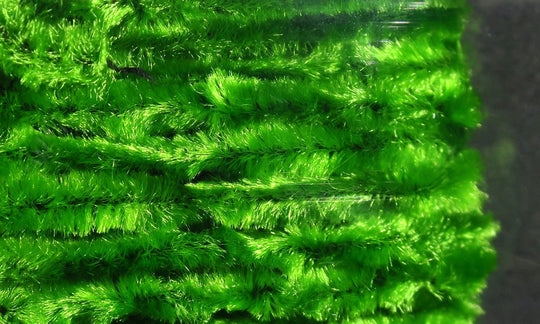 Hareline Chenille Medium | Tailwaters Fly Fishing