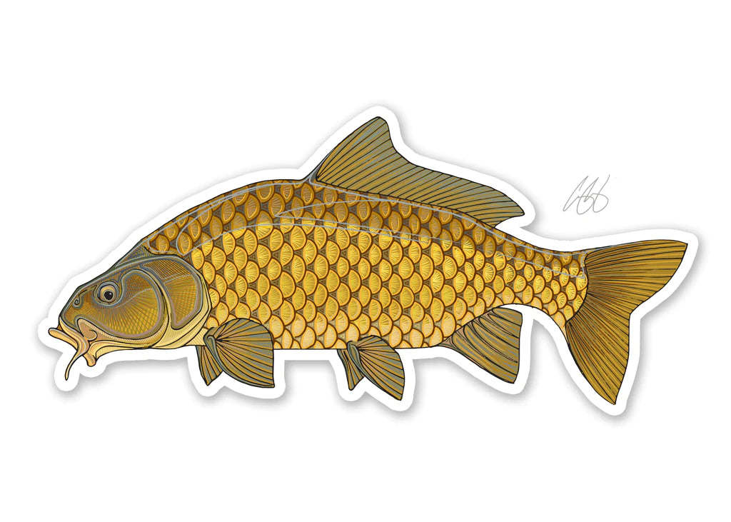 Casey Underwood Common Carp Decal | Tailwaters Fly Fishing