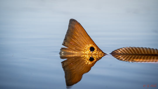 Louisiana Redfish Custom Fly Selection | Tailwaters Fly Fishing