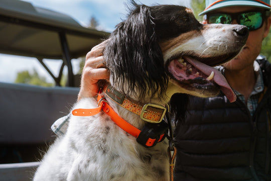 Fishpond Salty Dog Collar | Tailwaters Fly Fishing