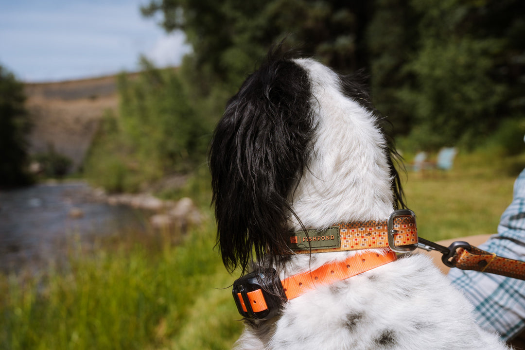 Fishpond Salty Dog Collar | Tailwaters Fly Fishing