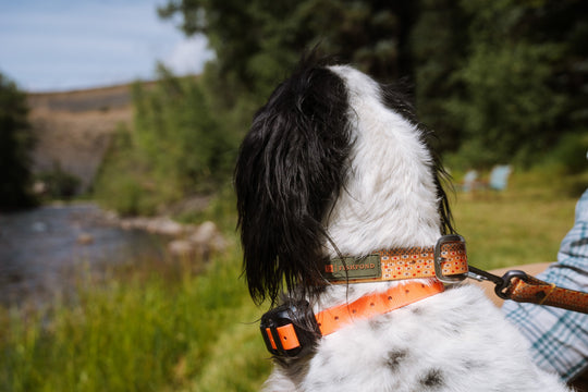 Fishpond Salty Dog Collar | Tailwaters Fly Fishing
