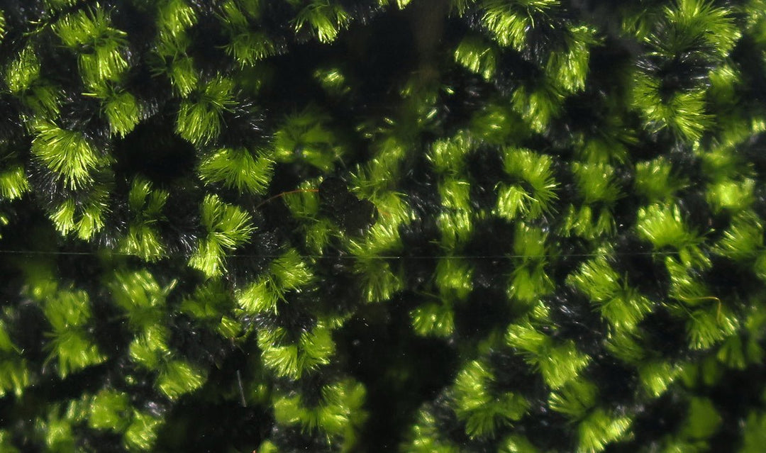 Hareline Fly Fish Food Small Stonefly Chenille | Tailwaters Fly Fishing