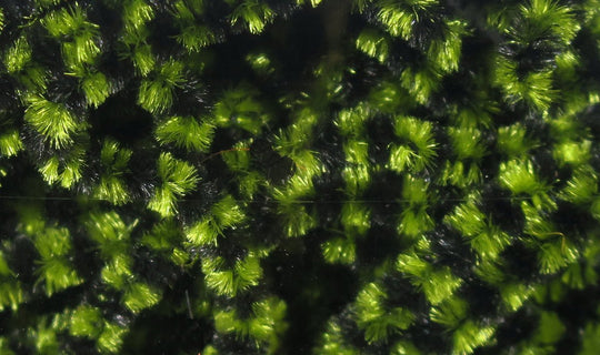 Hareline Fly Fish Food Small Stonefly Chenille | Tailwaters Fly Fishing