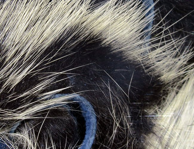Hareline Frostip Rabbit Strips | Tailwaters Fly Fishing