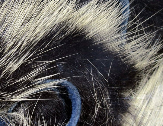 Hareline Frostip Rabbit Strips | Tailwaters Fly Fishing