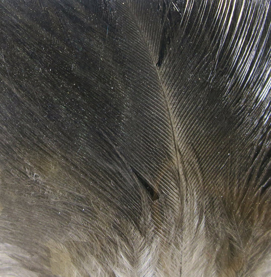Hareline Gallo De Leon Saddle Feathers | Tailwaters Fly Fishing