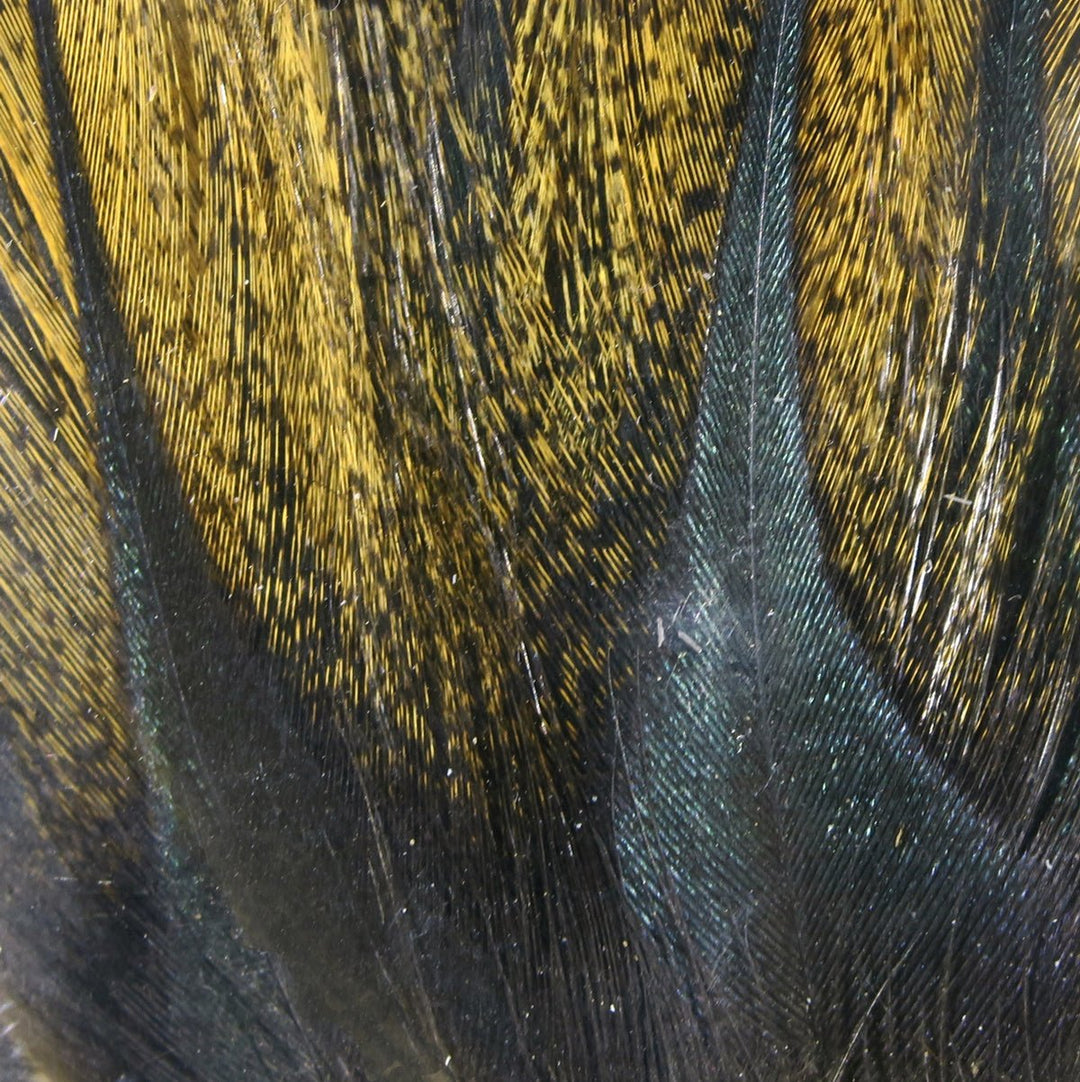 Hareline Gallo De Leon Saddle Feathers | Tailwaters Fly Fishing