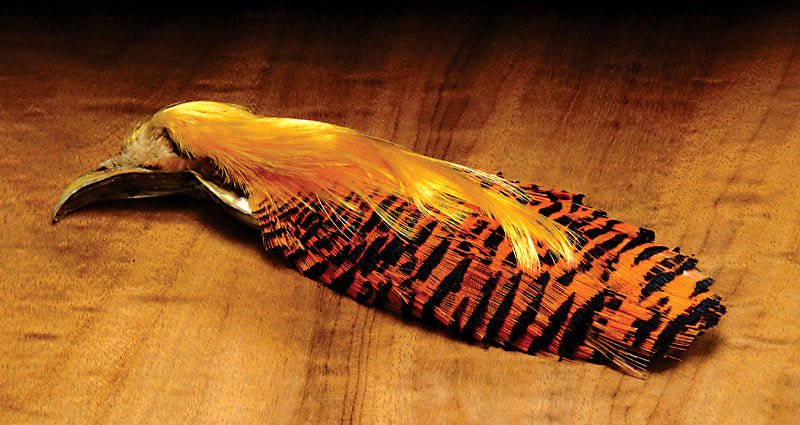 Hareline Golden Pheasant Complete Head | Tailwaters Fly Fishing