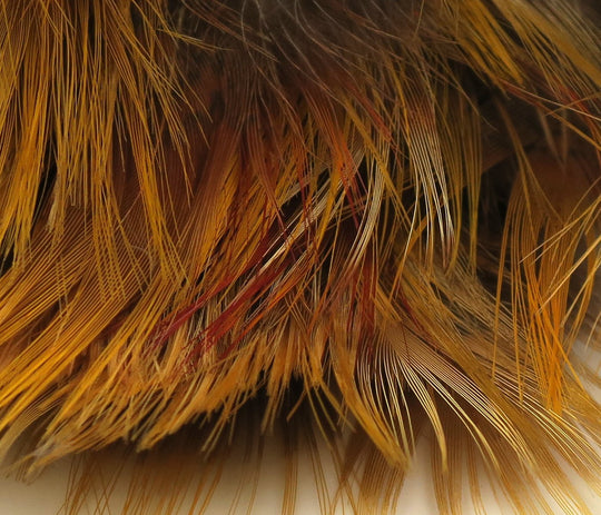 Hareline Golden Pheasant Body Feathers | Tailwaters Fly Fishing