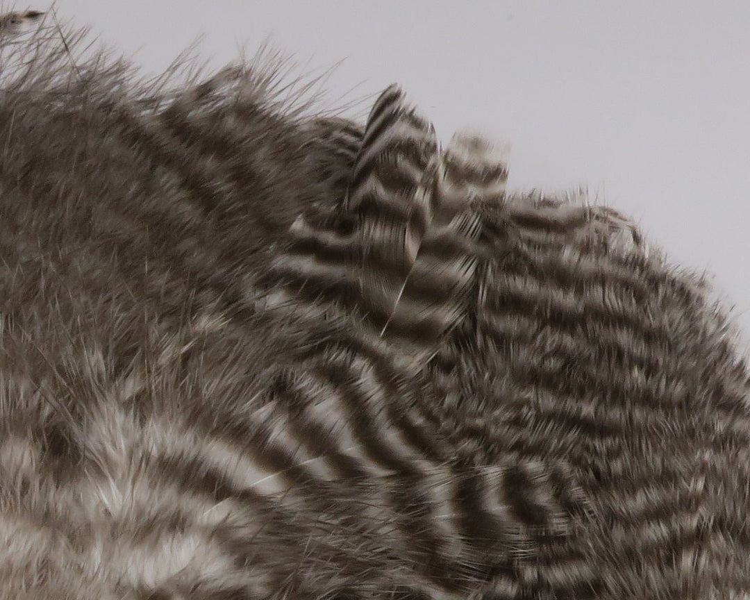 Hareline Grizzly Soft Hackle Marabou Patch