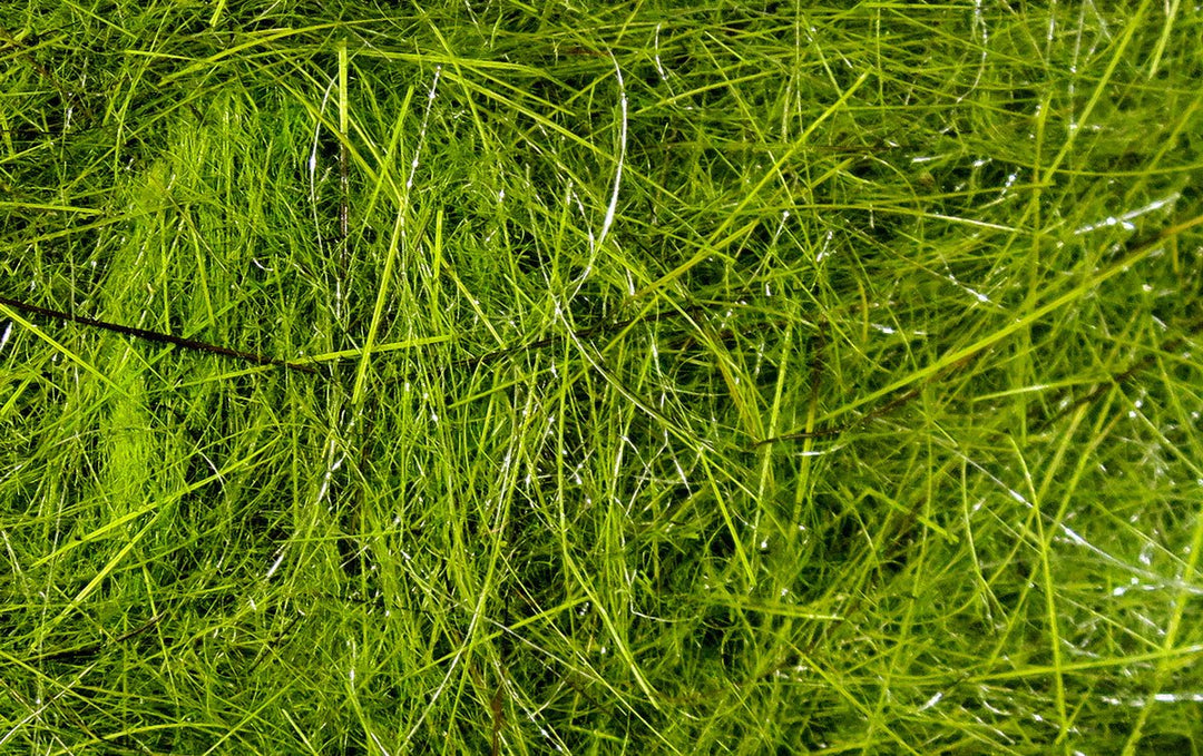 Hareline Hare's Ear Plus Dub | Tailwaters Fly Fishing