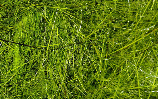 Hareline Hare's Ear Plus Dub | Tailwaters Fly Fishing