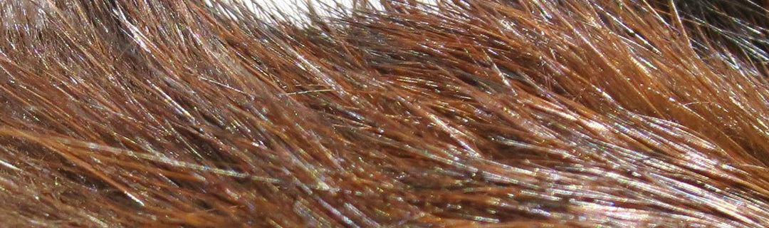 Hareline Dyed Grade #1 Hare's Mask | Tailwaters Fly Fishing