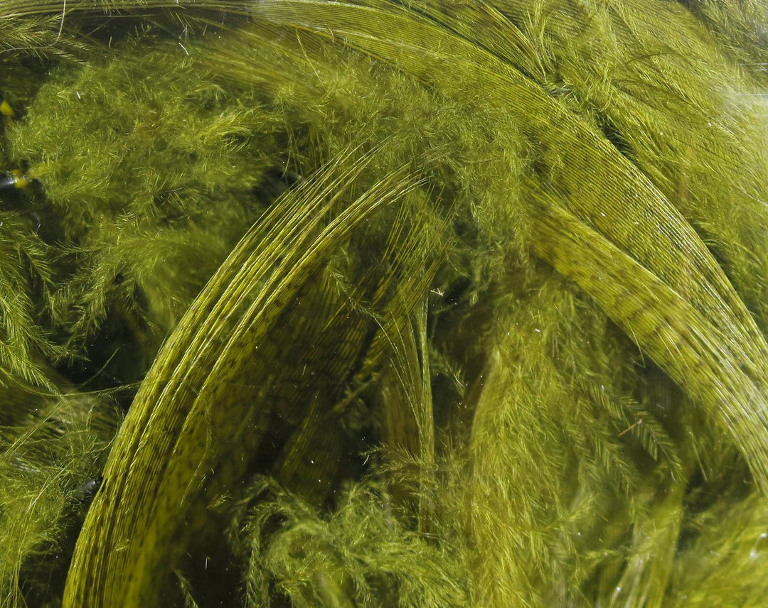 Hareline Mallard Flank | Tailwaters Fly Fishing