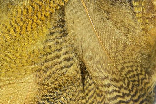 Hareline Mallard Flank | Tailwaters Fly Fishing
