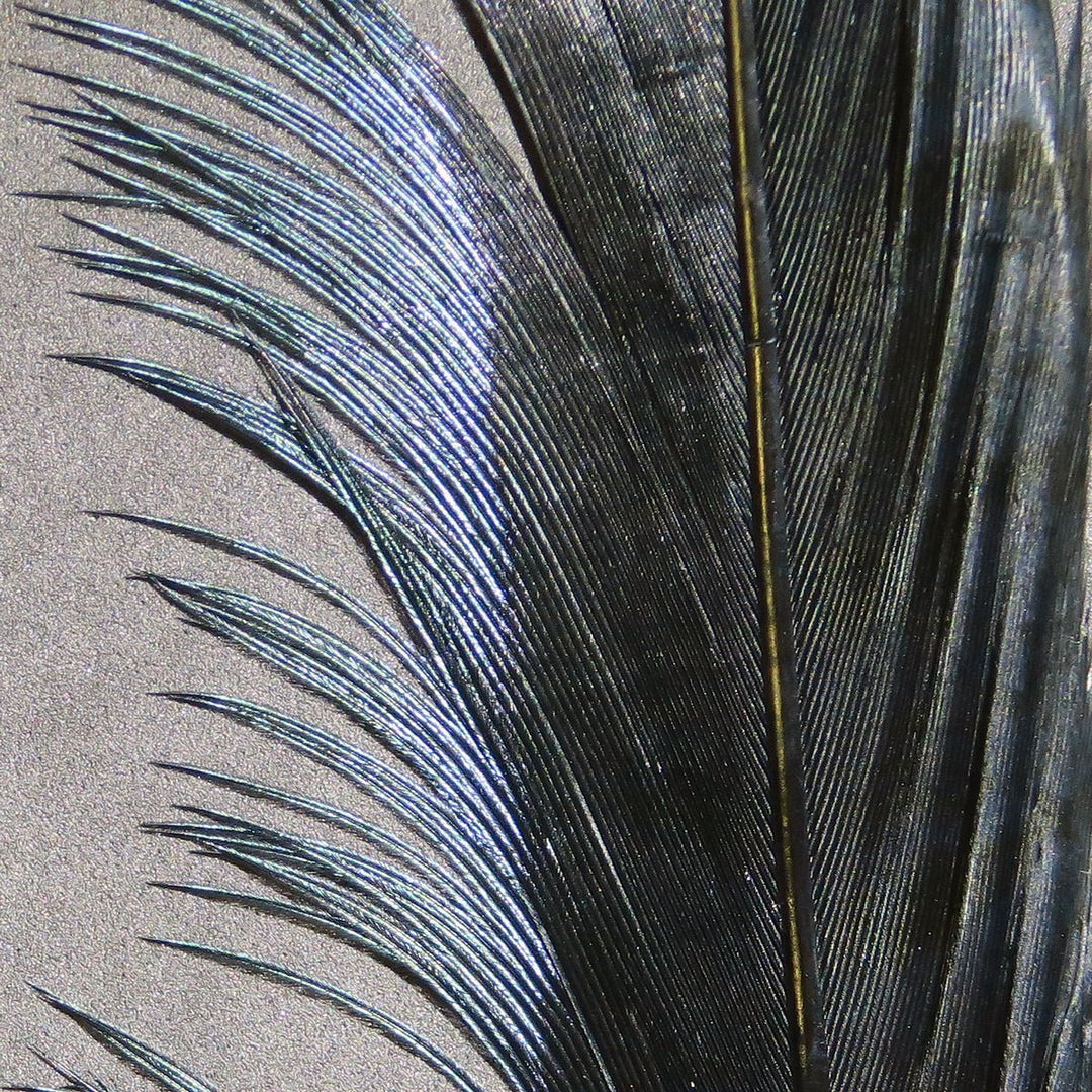 Hareline Ringneck Pheasant Tail Feathers | Tailwaters Fly Fishing