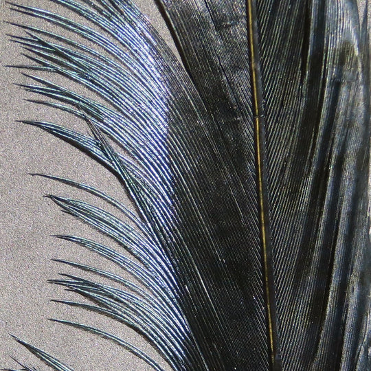 Hareline Ringneck Pheasant Tail Feathers | Tailwaters Fly Fishing