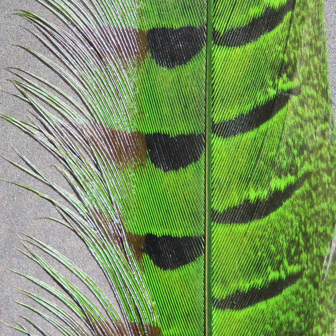 Hareline Ringneck Pheasant Tail Feathers | Tailwaters Fly Fishing
