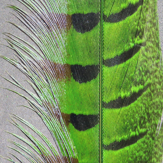 Hareline Ringneck Pheasant Tail Feathers | Tailwaters Fly Fishing