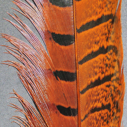 Hareline Ringneck Pheasant Tail Feathers | Tailwaters Fly Fishing