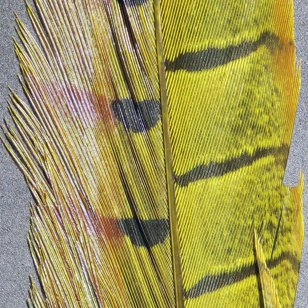 Hareline Ringneck Pheasant Tail Feathers | Tailwaters Fly Fishing