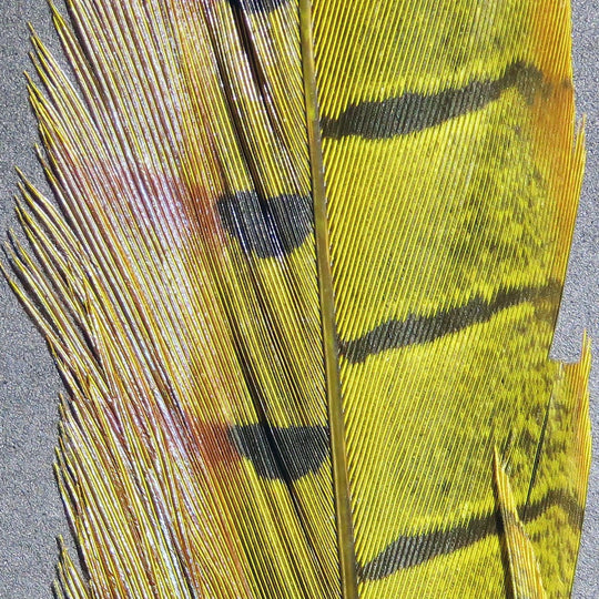 Hareline Ringneck Pheasant Tail Feathers | Tailwaters Fly Fishing