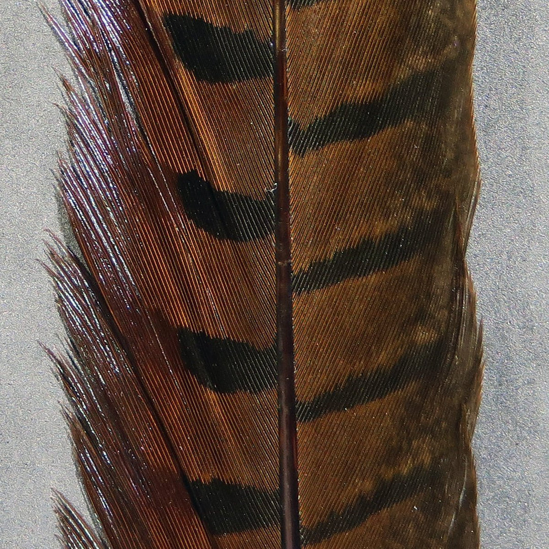 Hareline Ringneck Pheasant Tail Feathers | Tailwaters Fly Fishing