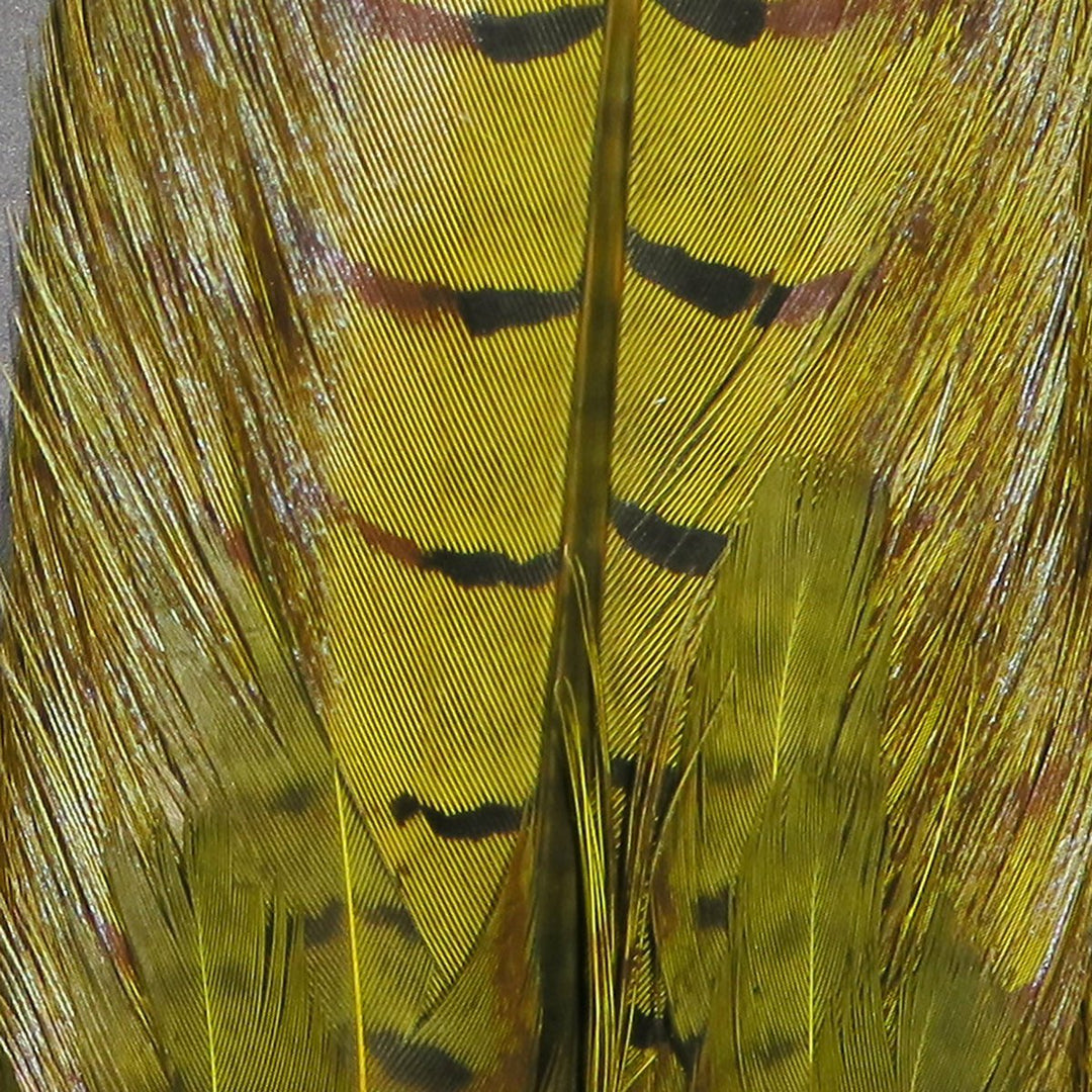 Hareline Dyed Ringneck Pheasant Tail Clump | Tailwaters Fly Fishing